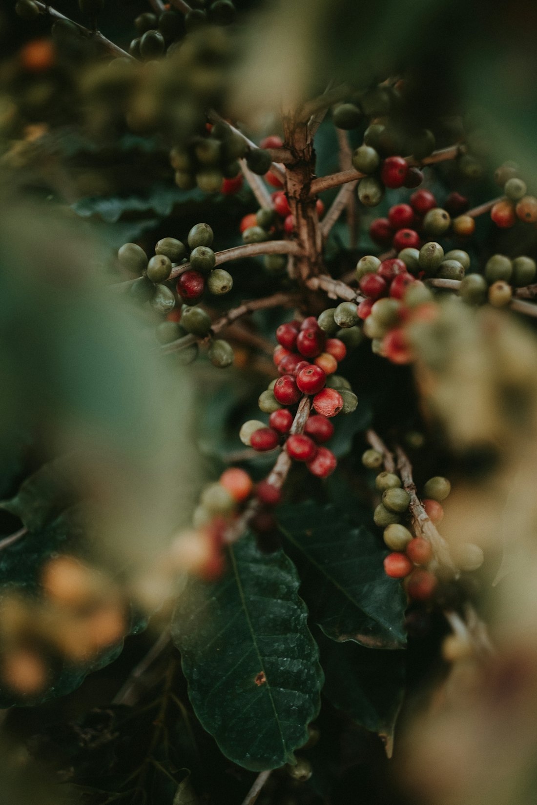Ripe coffee cherries on the branch