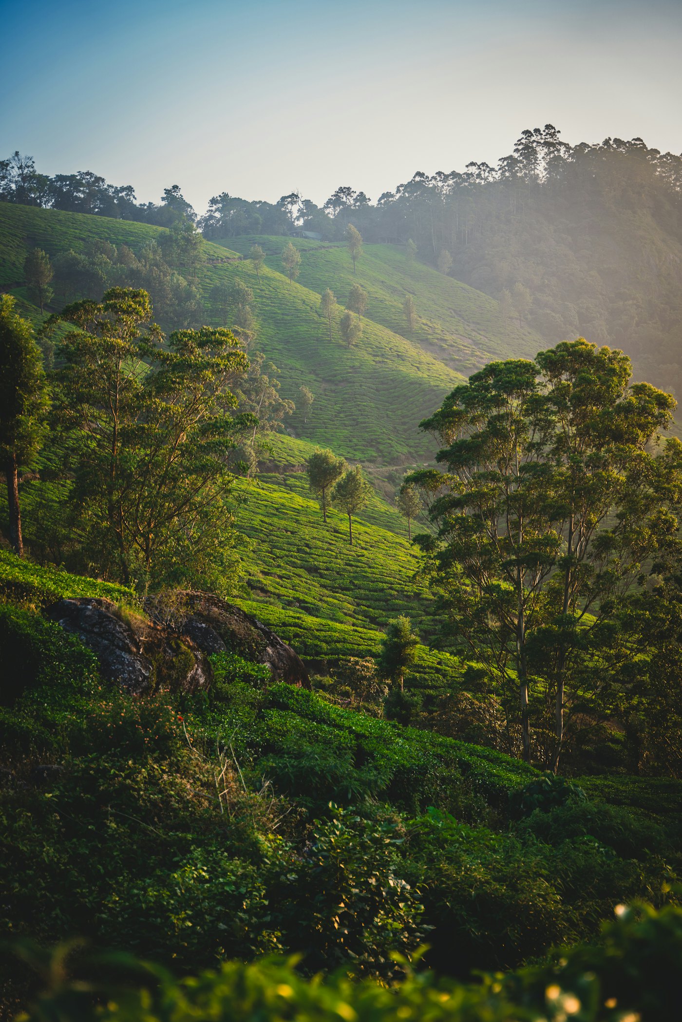 Green tea plantation in soft morning light